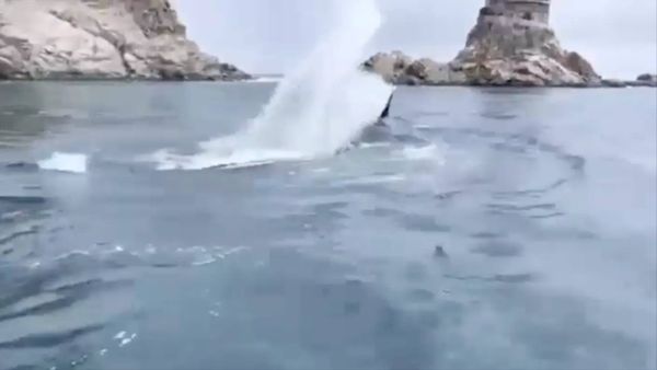 Косатки напали на сахалинского сивуча у маяка Анива