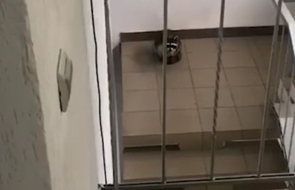 Енот обворовал турбазу возле Дзержинска