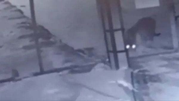 В Хабаровском крае тигр со светящимися глазами прогулялся по ночному городу