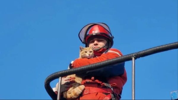 Кота спасли со столба в Хакасии