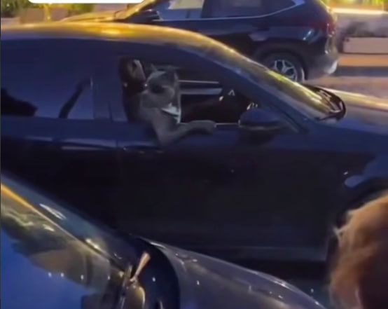 В Адлере на пассажирском сидении иномарки заметили пса-"авторитета"