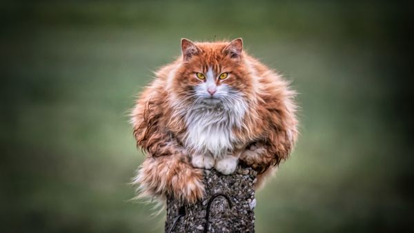кот рыжий